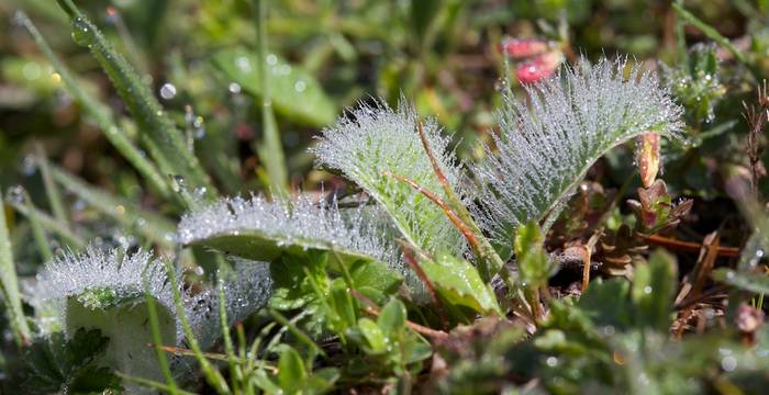 Hieracium pilosella